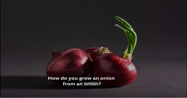 How to grow onions