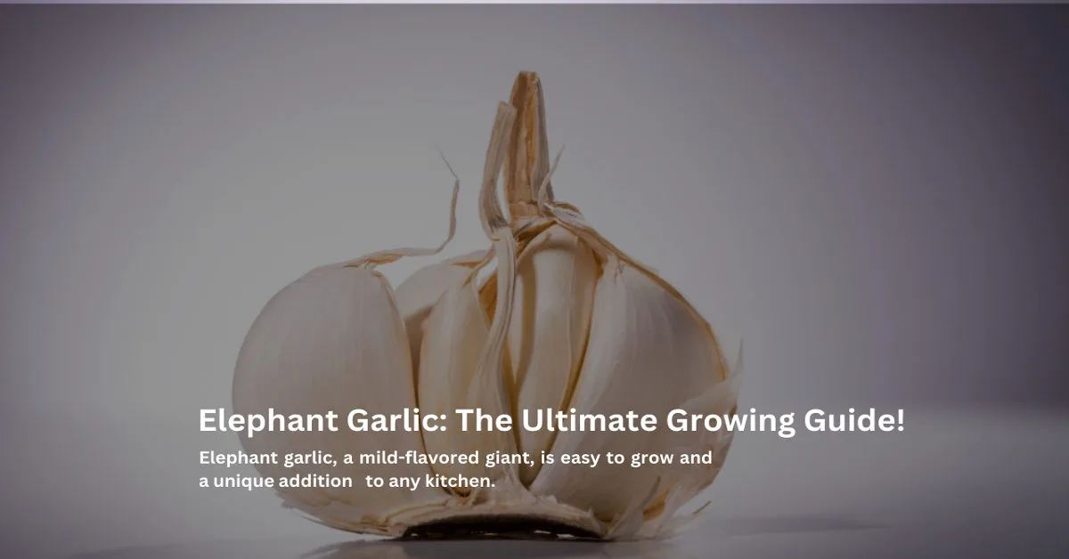 Elephant garlic