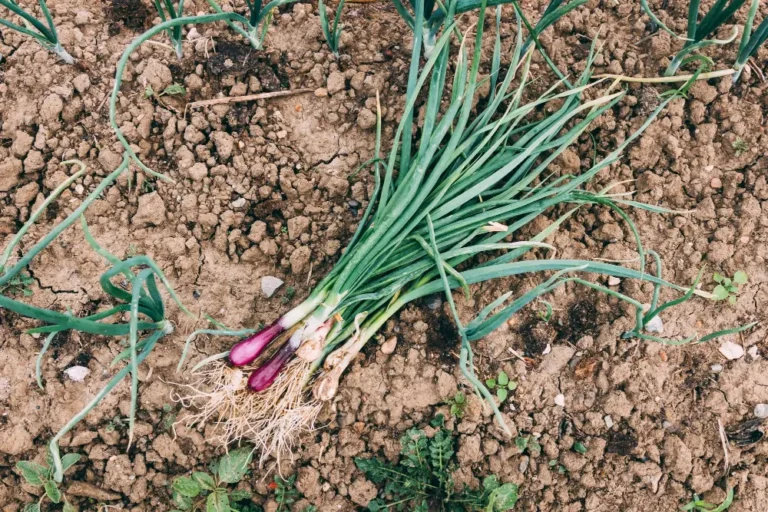 How to grow onions at home