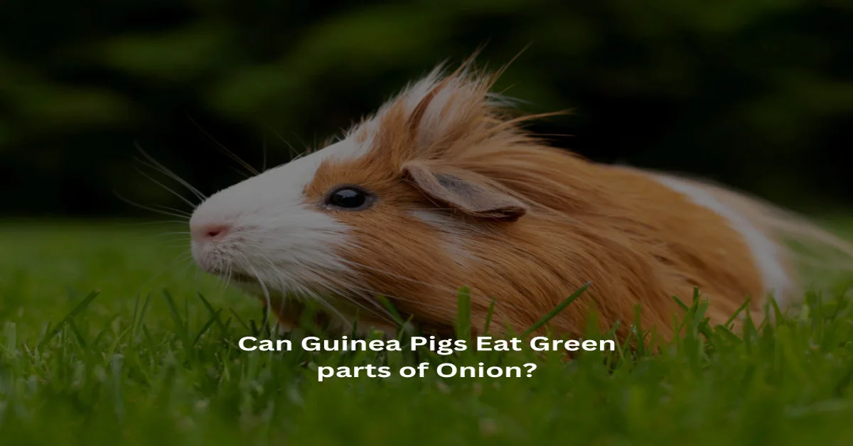 Guinea pig in grass. Onions are harmful to guinea pigs.