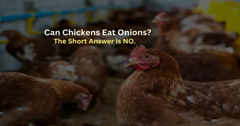 A curious chicken wonders, "Can Chickens have Onions?" The answer is a clear NO.