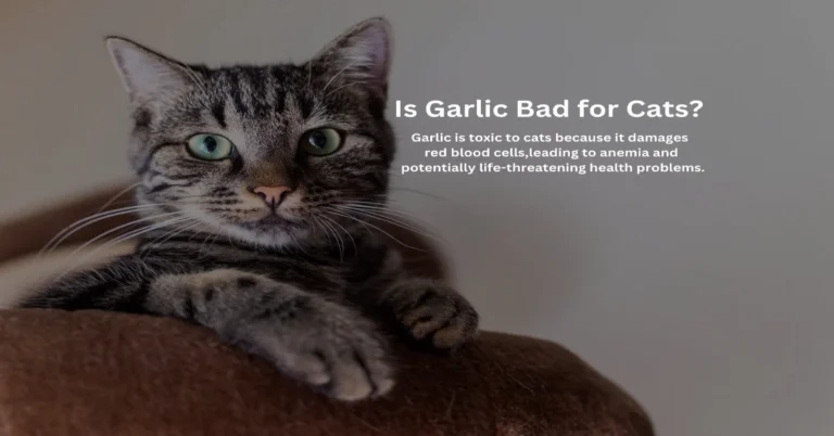 Can cats eat garlic?